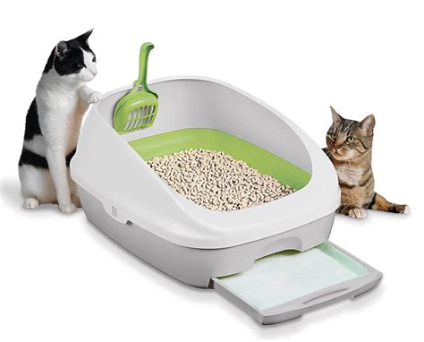 Embrace the Unexpected: The Joy of a Surprise Cat Litter with a Magical Kitty